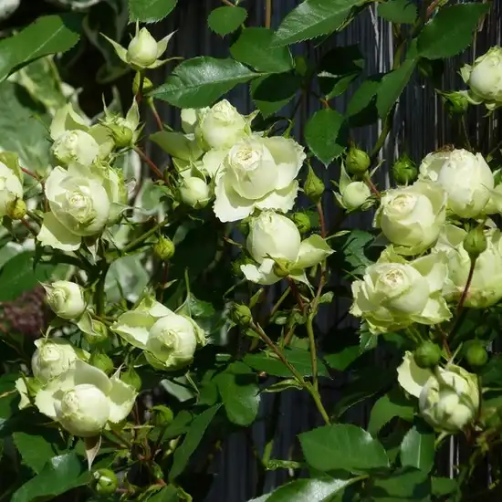 Alb verzui - trandafir pentru straturi Floribunda